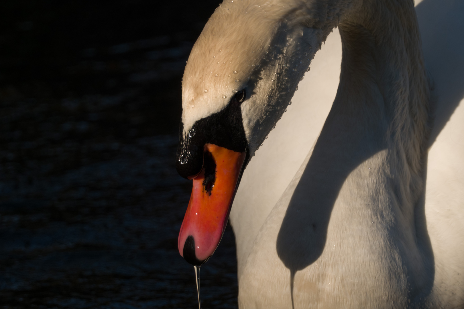 Höckerschwan