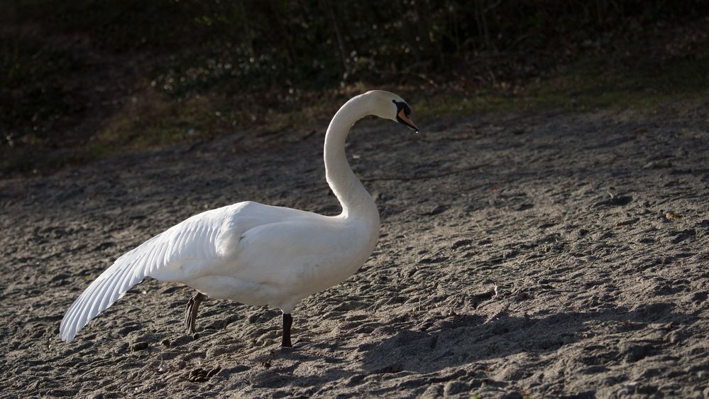 Höckerschwan