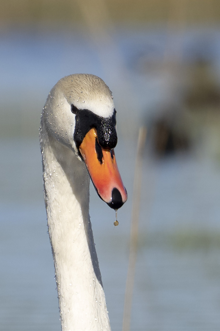 Höckerschwan