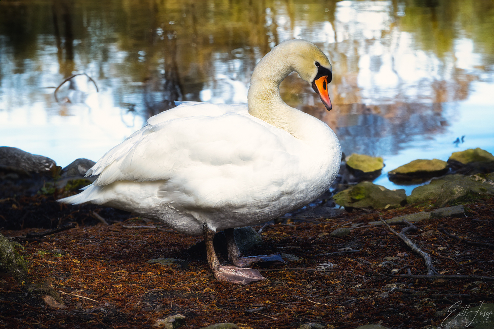 Höckerschwan