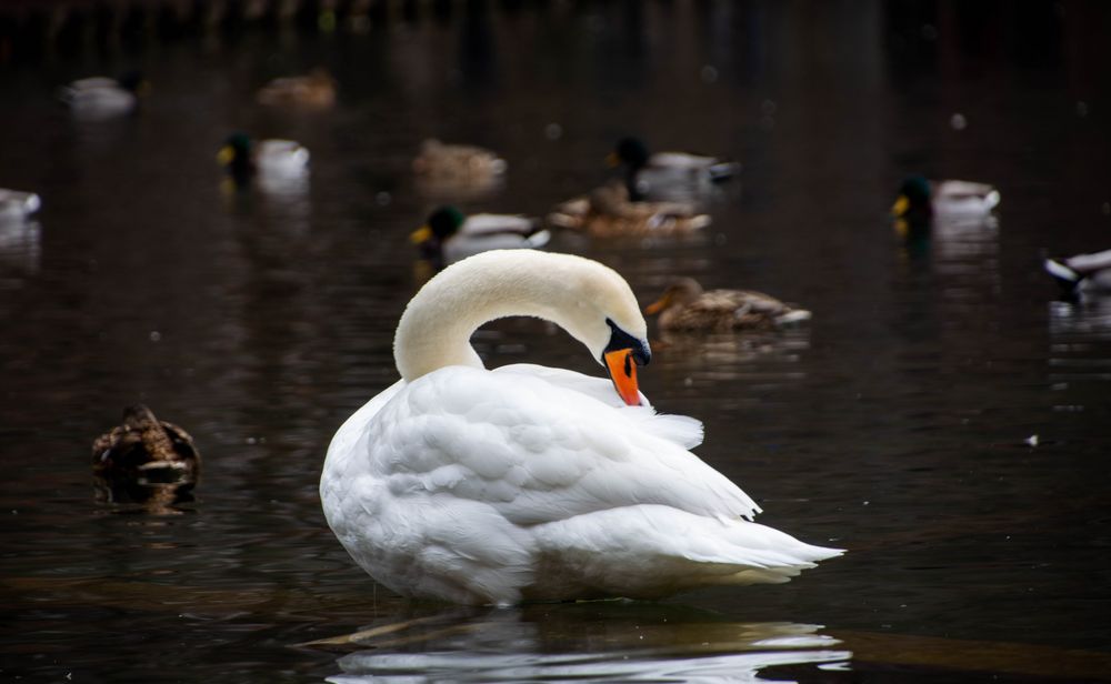 Höckerschwan