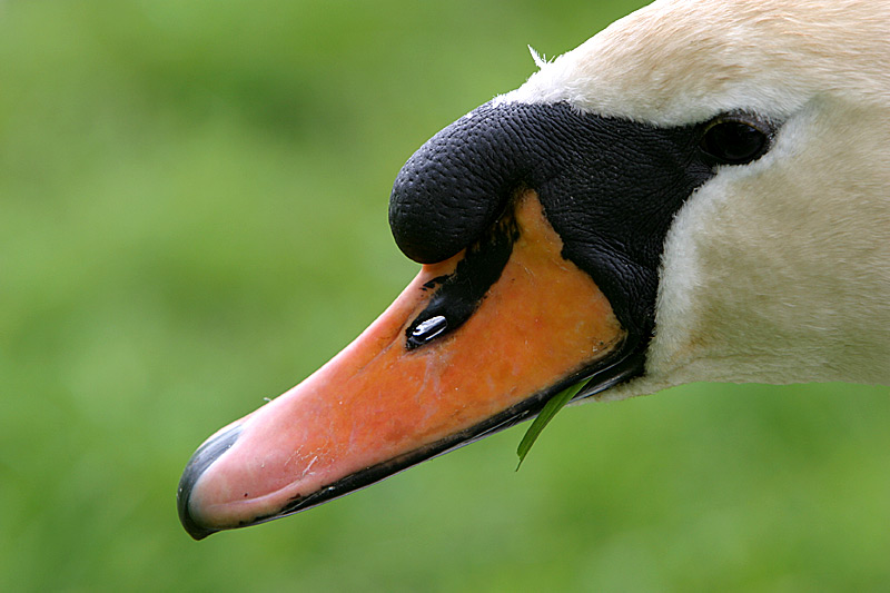 Höckerschwan