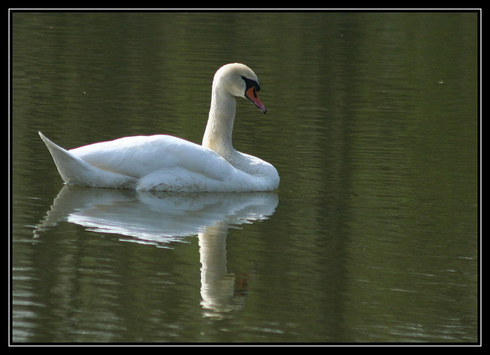 Höckerschwan