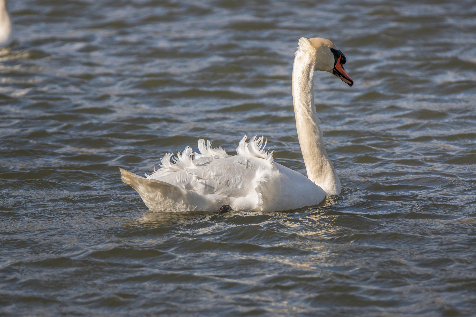 Höckerschwan