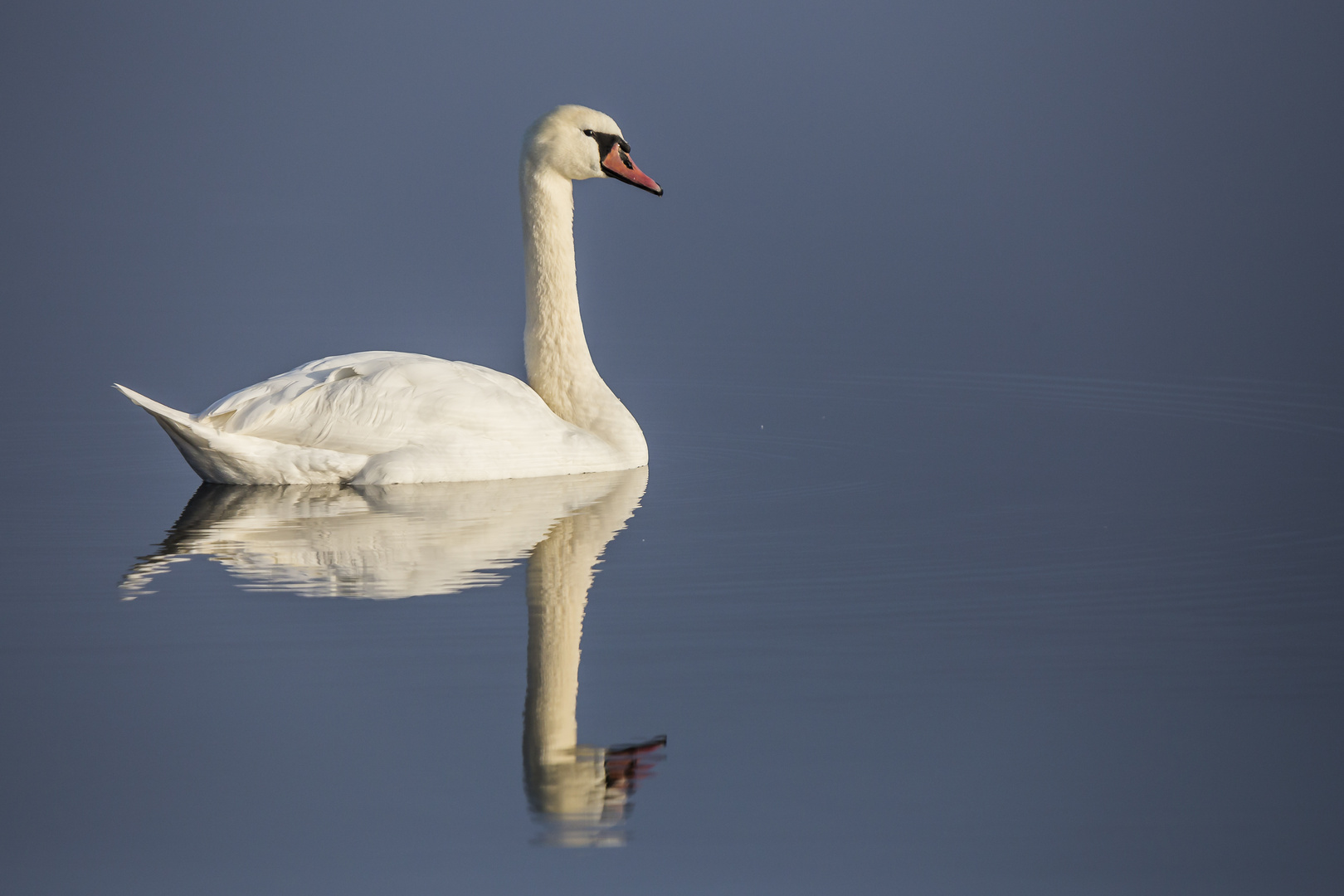 Höckerschwan