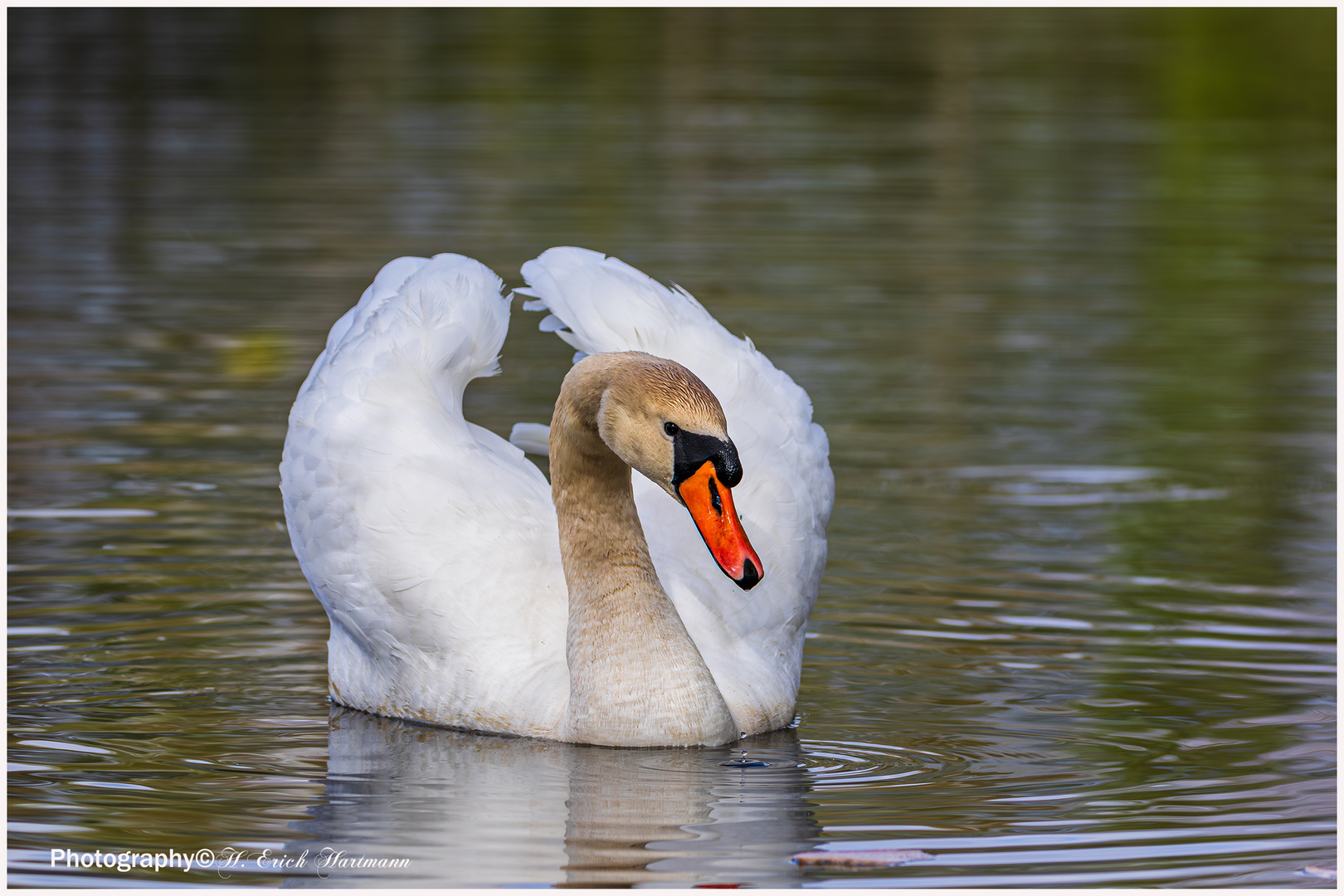 Höckerschwan