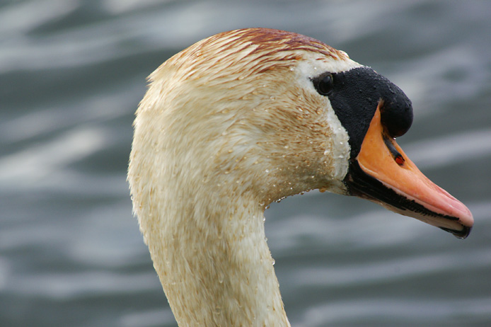 Höckerschwan..