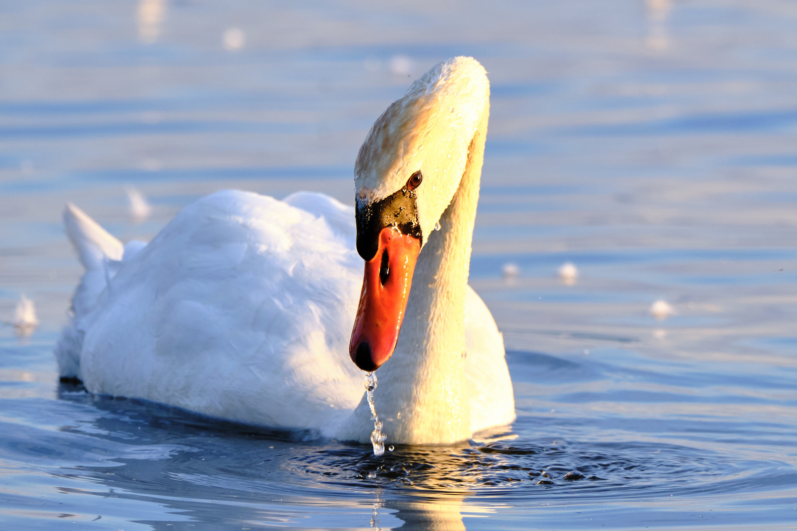 Höckerschwan