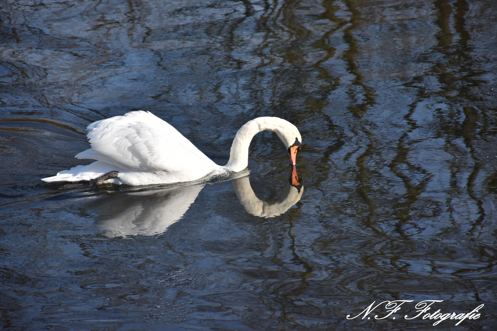 Höckerschwan