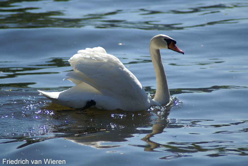 Höckerschwan