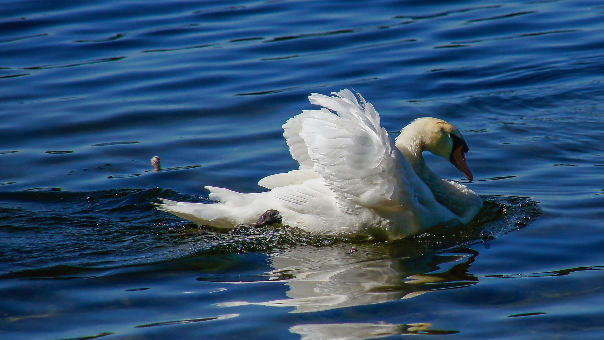 Höckerschwan