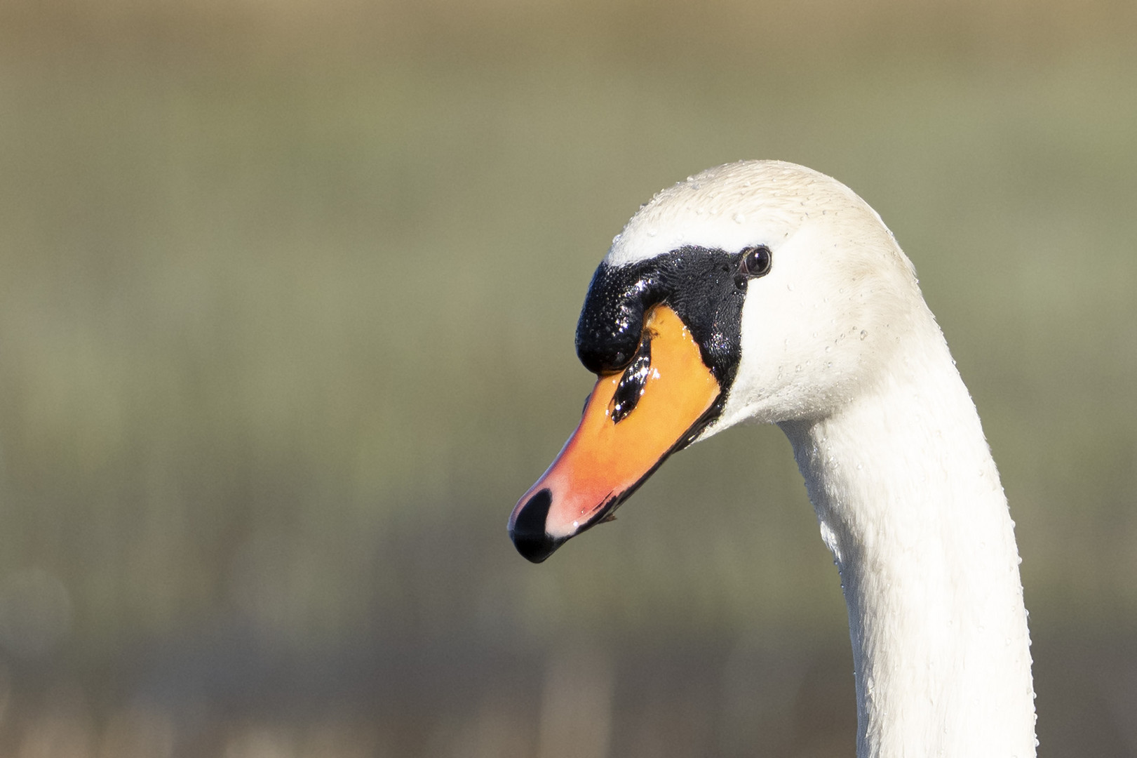 Höckerschwan