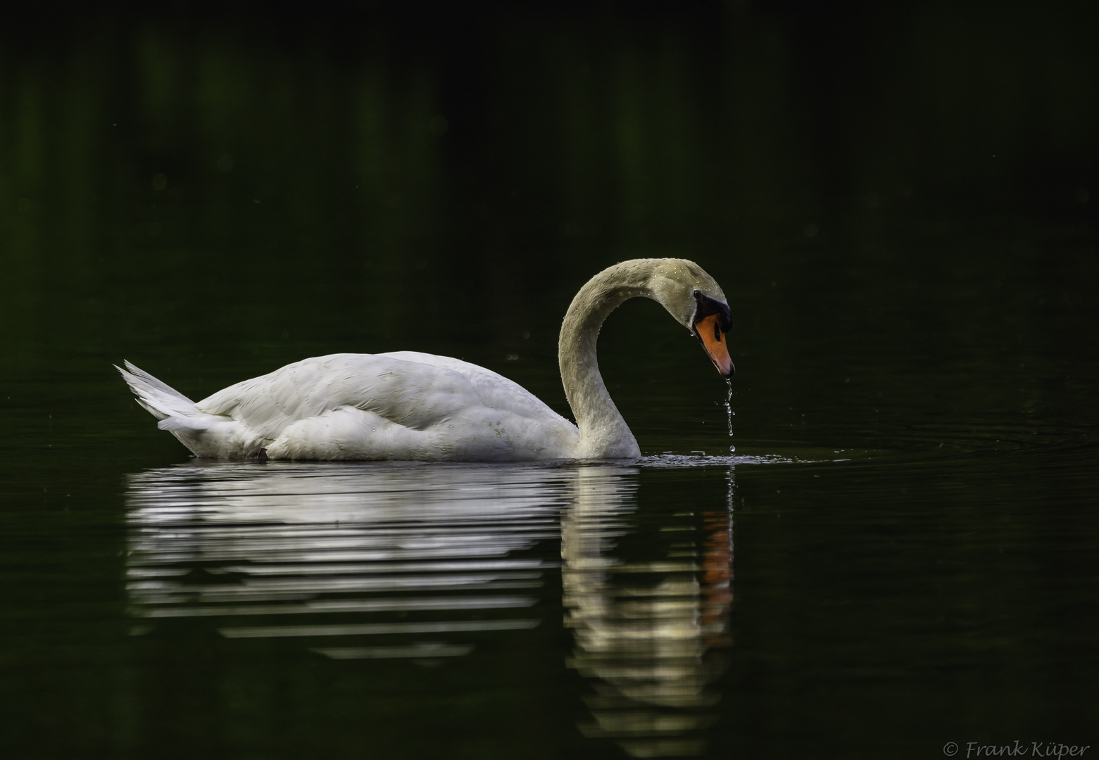 Höckerschwan 