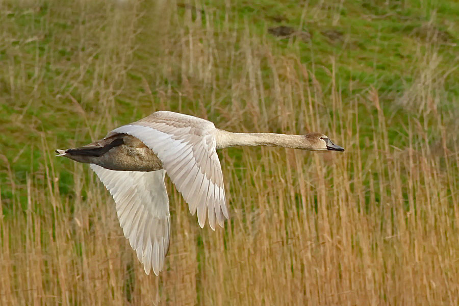 Höckerschwan