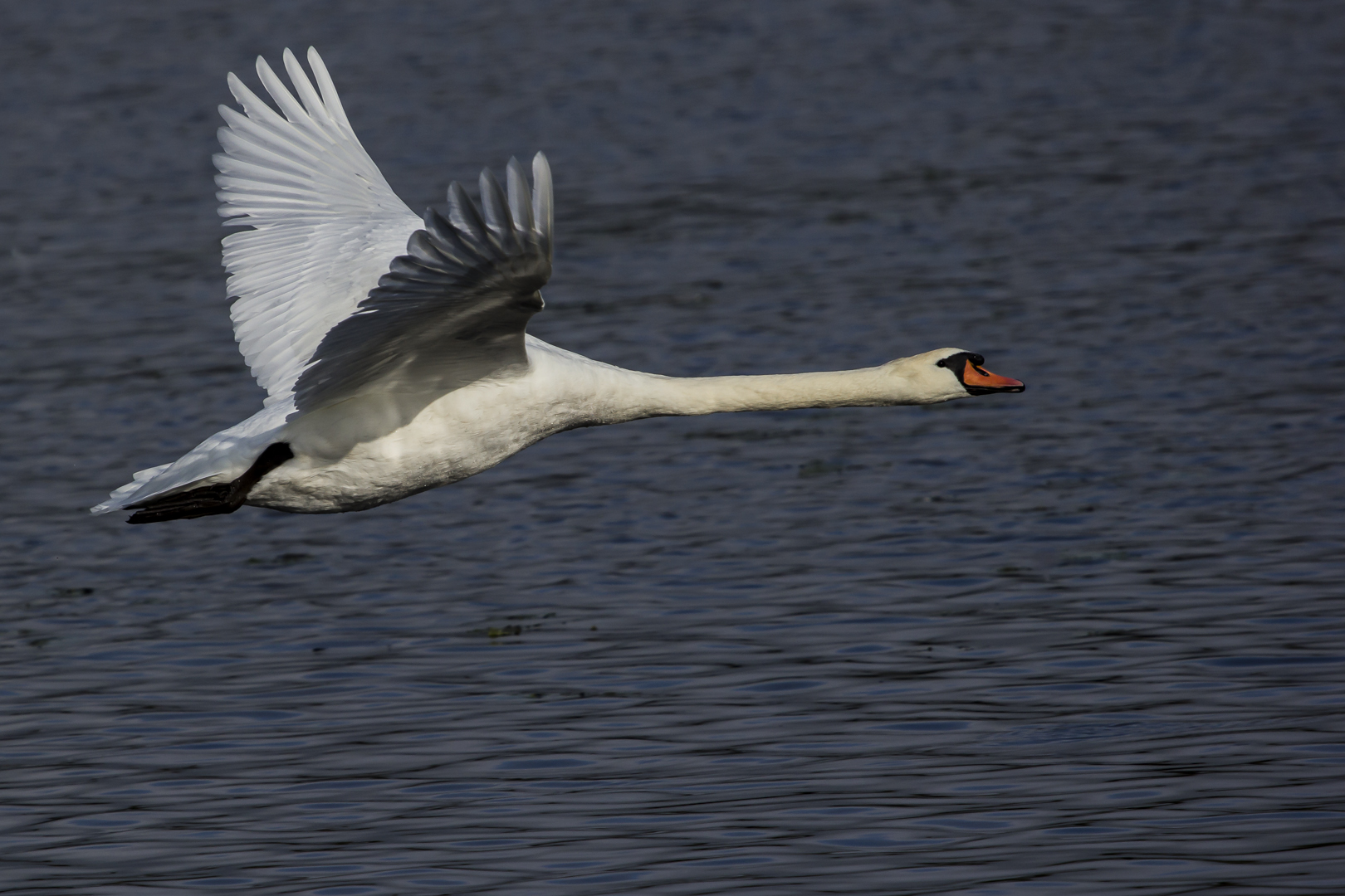 Höckerschwan