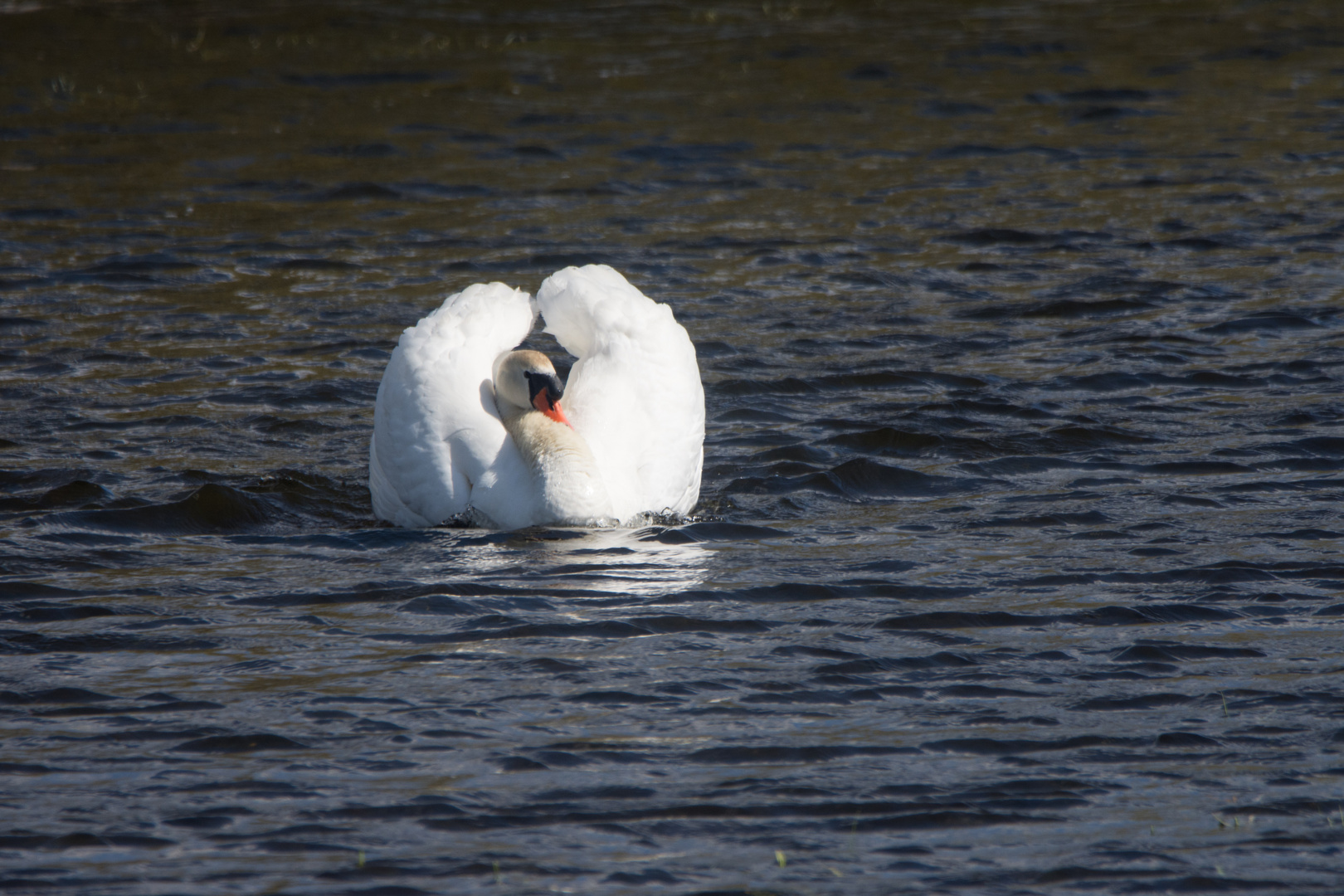 Höckerschwan 