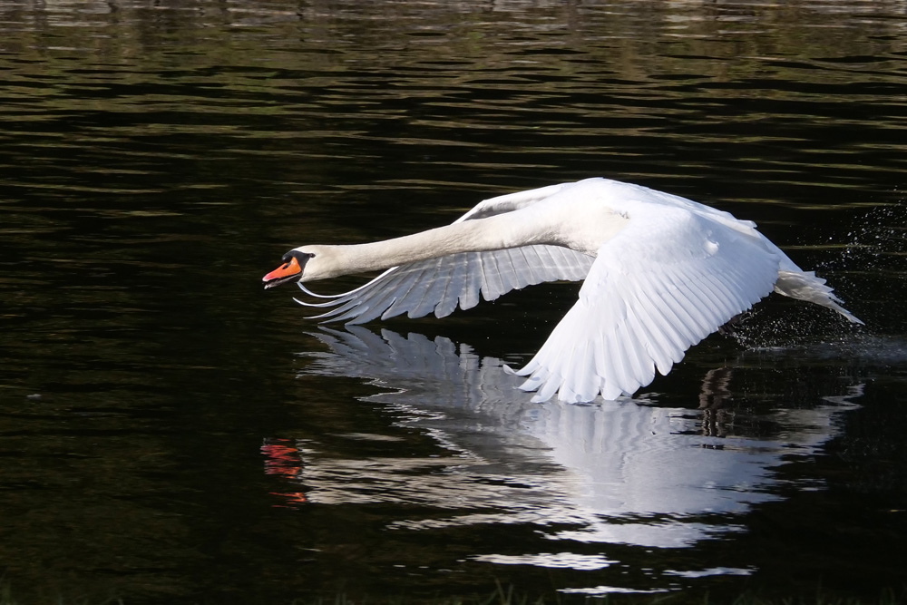 Hoeckerschwan