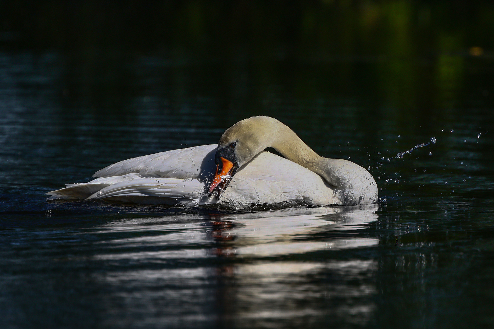 Höckerschwan