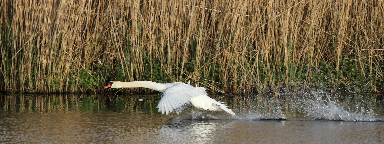 Höckerschwan