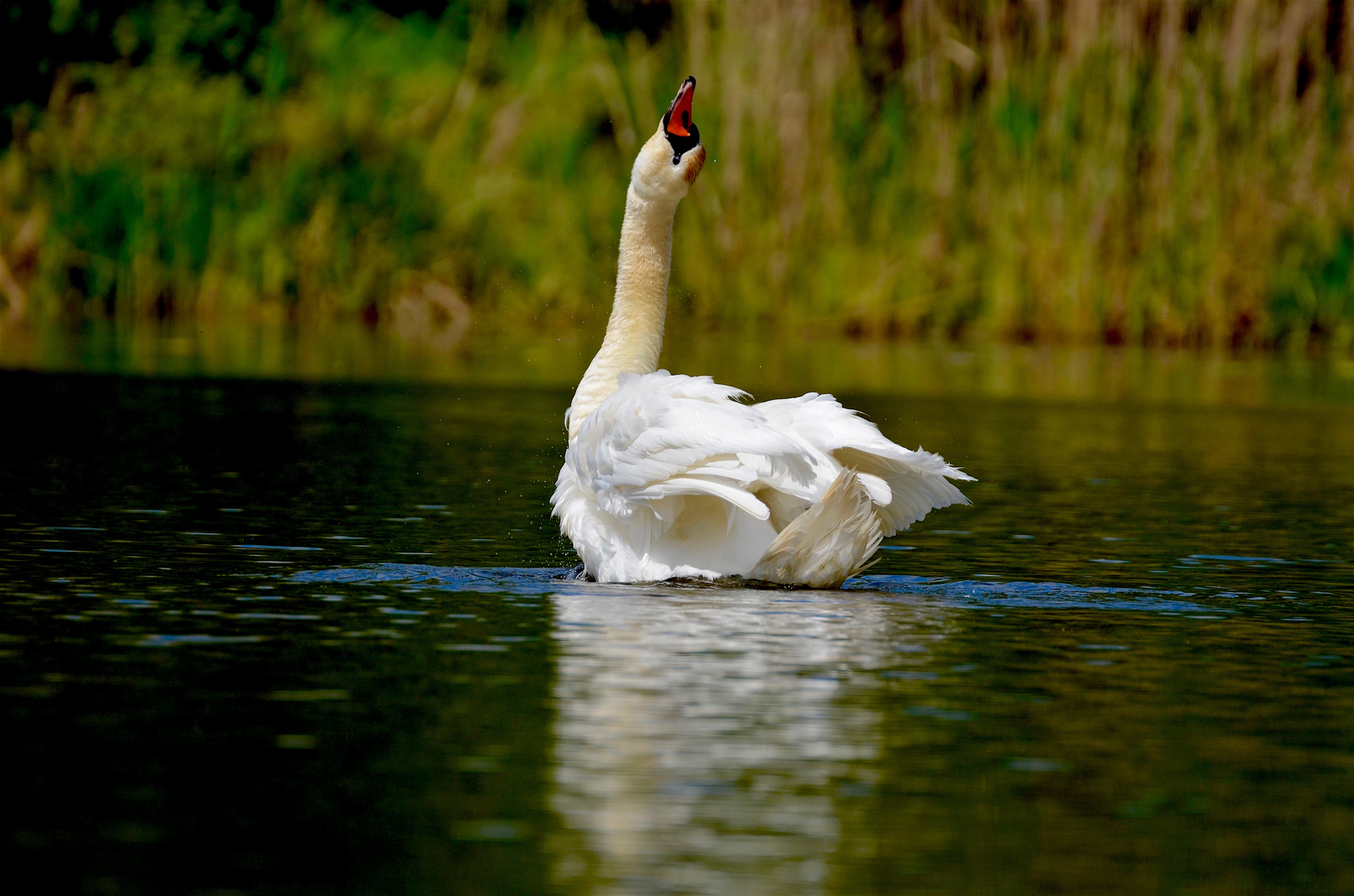 Höckerschwan 