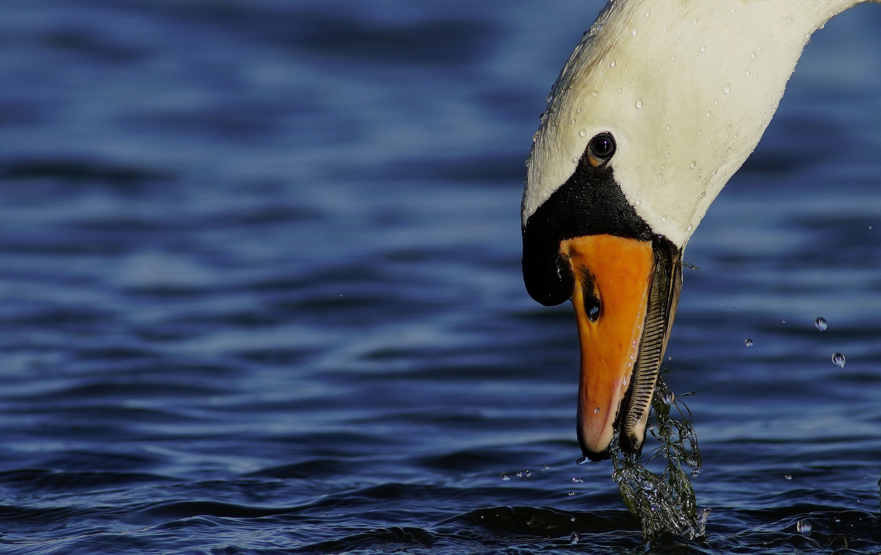 Höckerschwan.