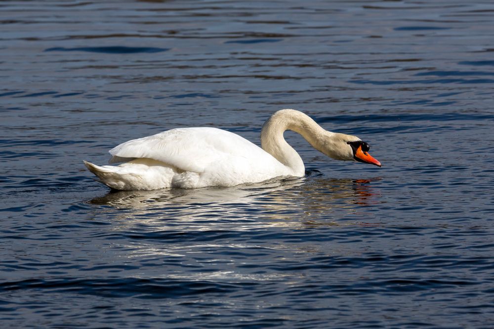 Höckerschwan