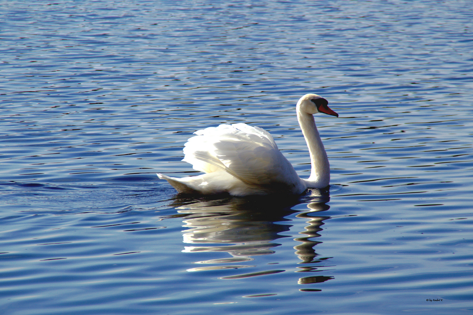 Höckerschwan