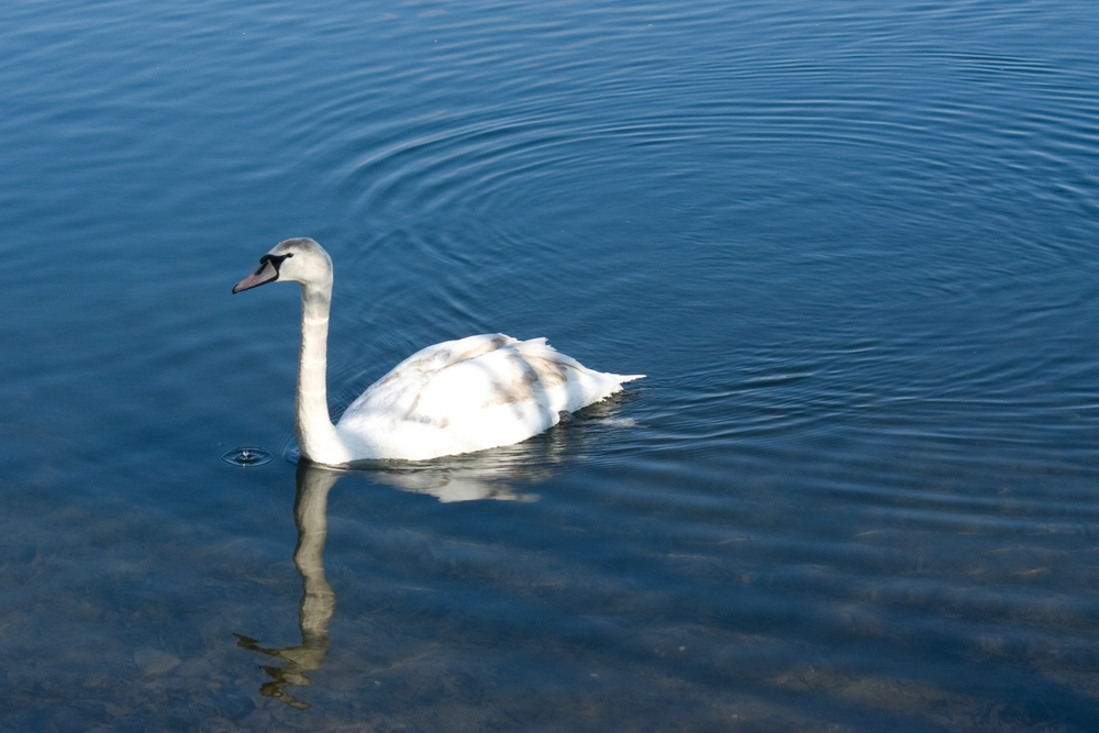 Höckerschwan