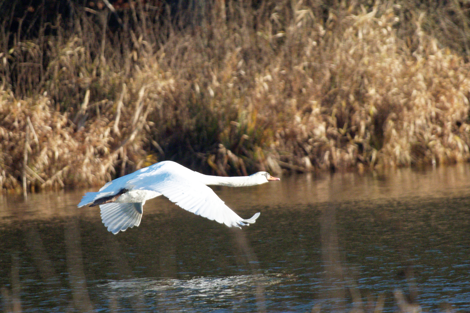 Hoeckerschwan