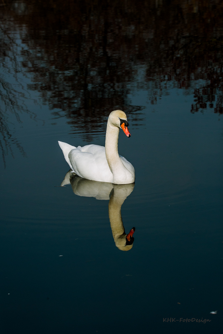 Höckerschwan