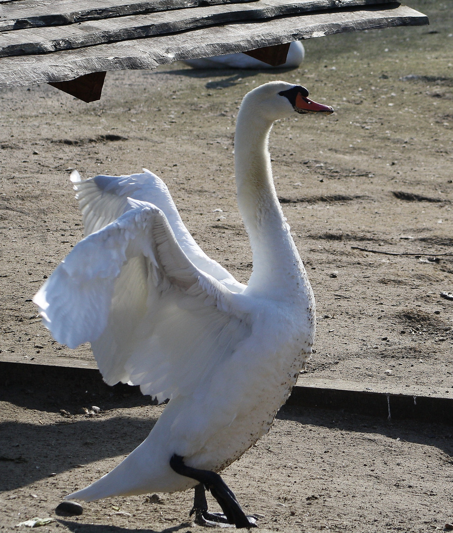 Höckerschwan