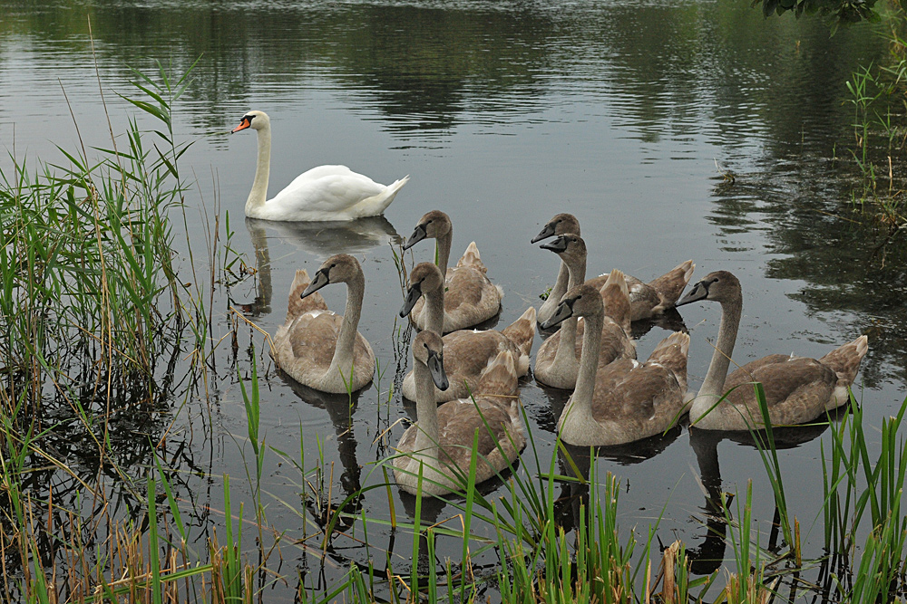 Höckerschwan – Achter 01