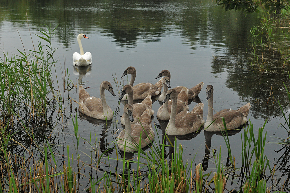 Höckerschwan – Achter 02