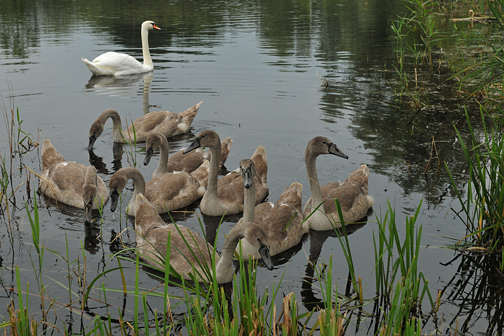 Höckerschwan – Achter 04