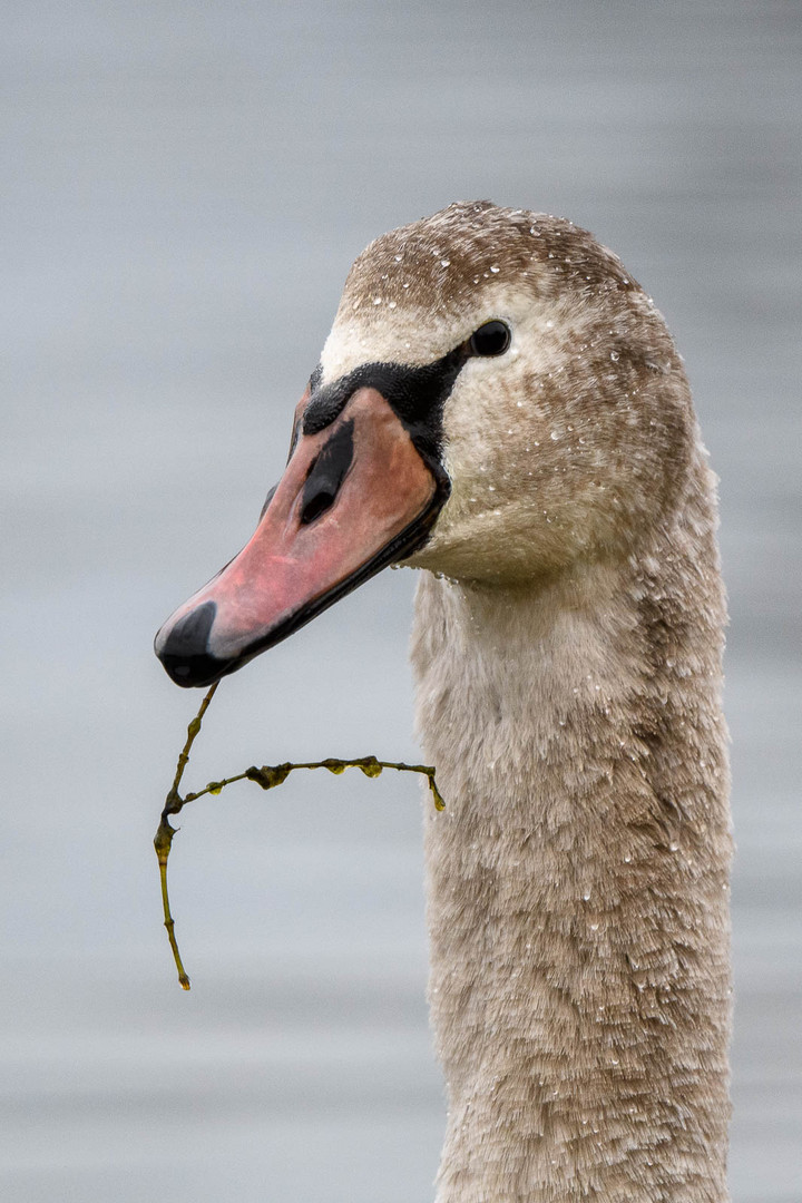 Höckerschwan