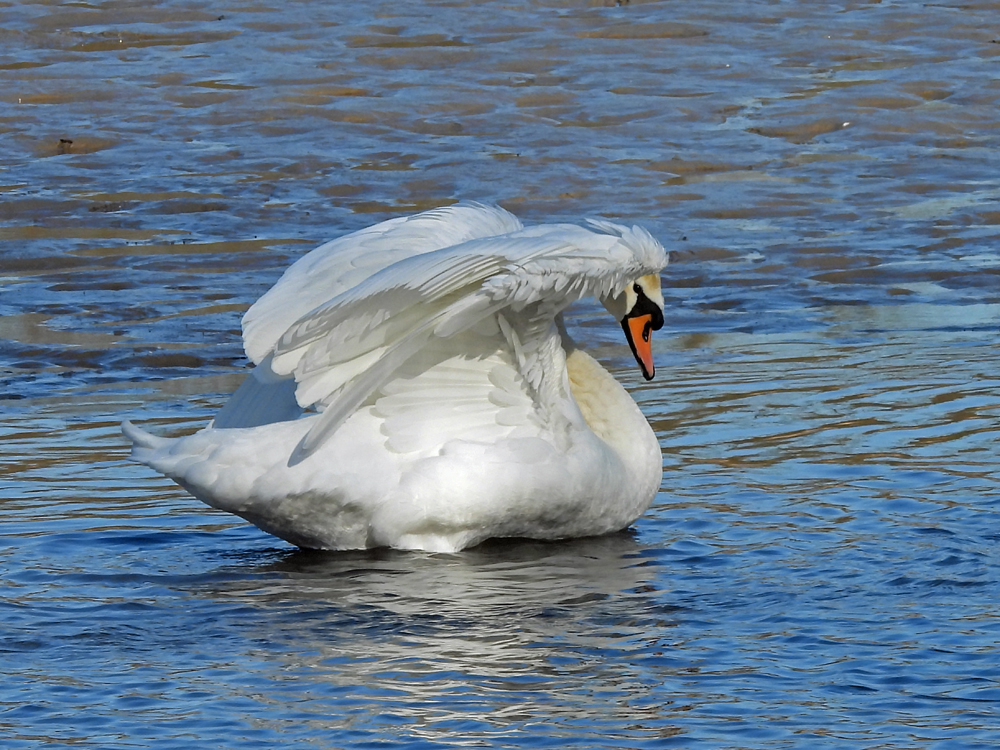 Höckerschwan