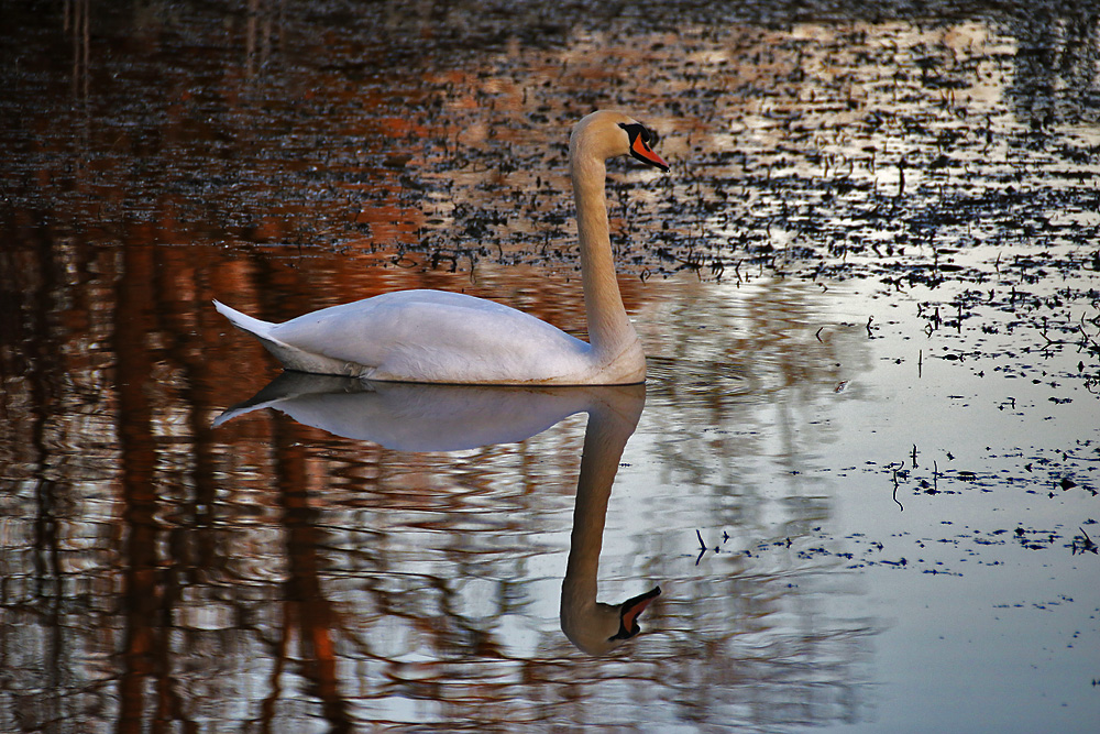 Höckerschwan am Abend