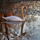 Höckerschwan am Abend