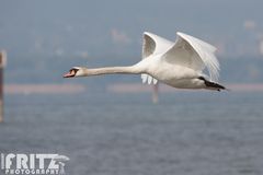 Höckerschwan am Bodensee