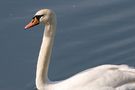 Höckerschwan am Borkener See von Gerd Petzold