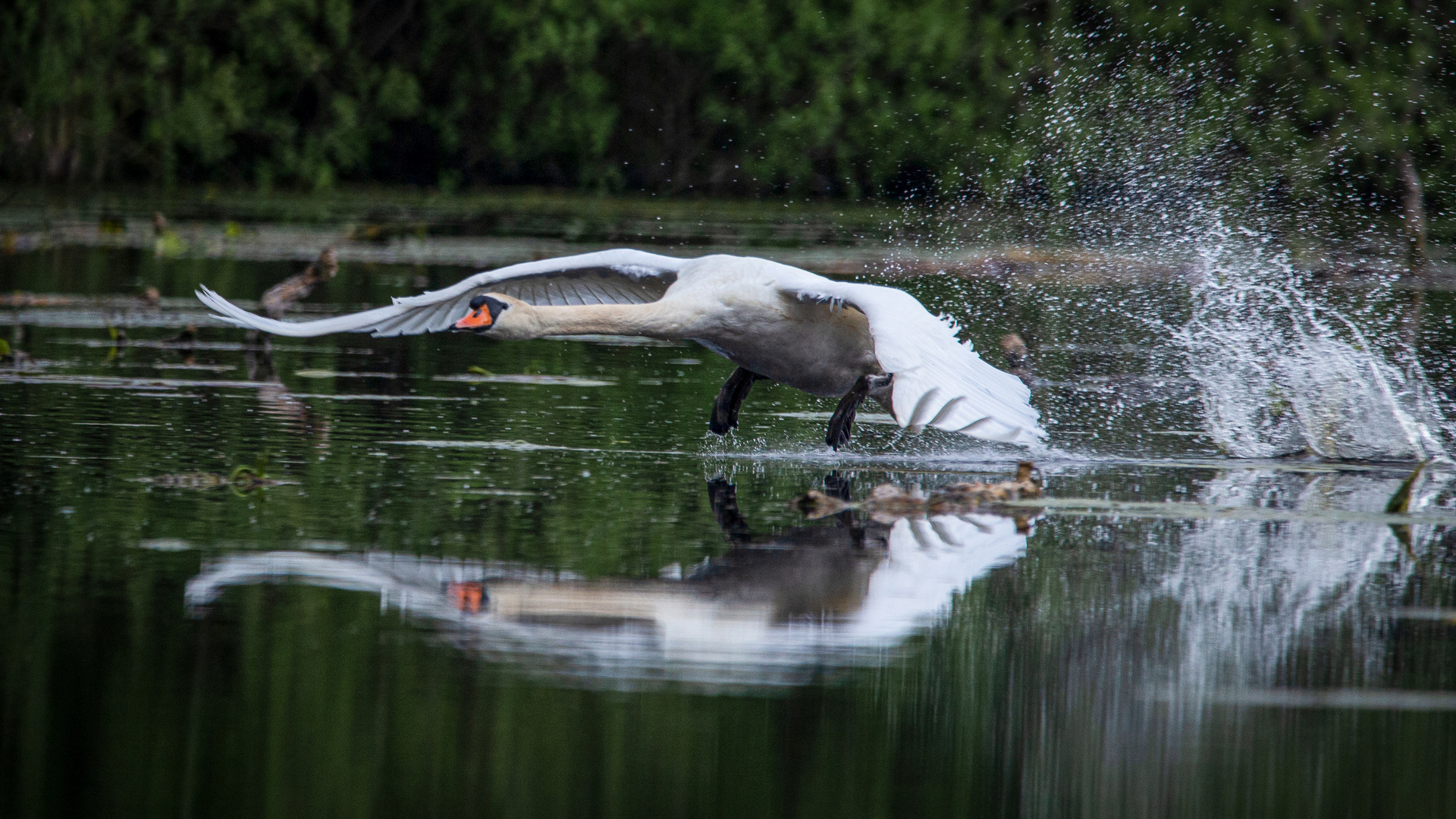 Höckerschwan am durchstarten