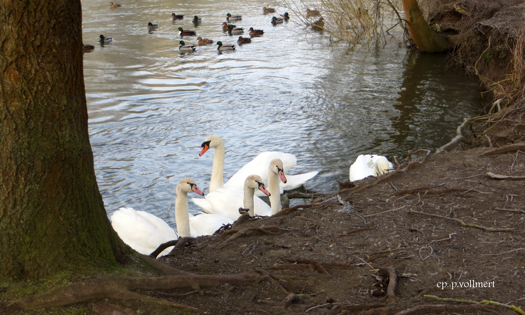 Höckerschwan am Futterplatz