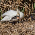 Höckerschwan am Nest