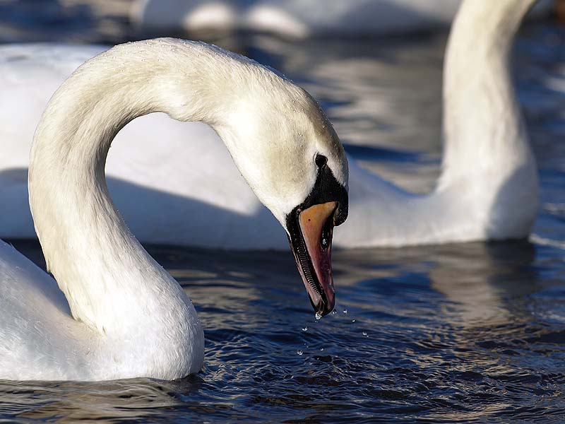 Höckerschwan am Rhein bei Walsum