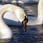 Höckerschwan am Rhein bei Walsum