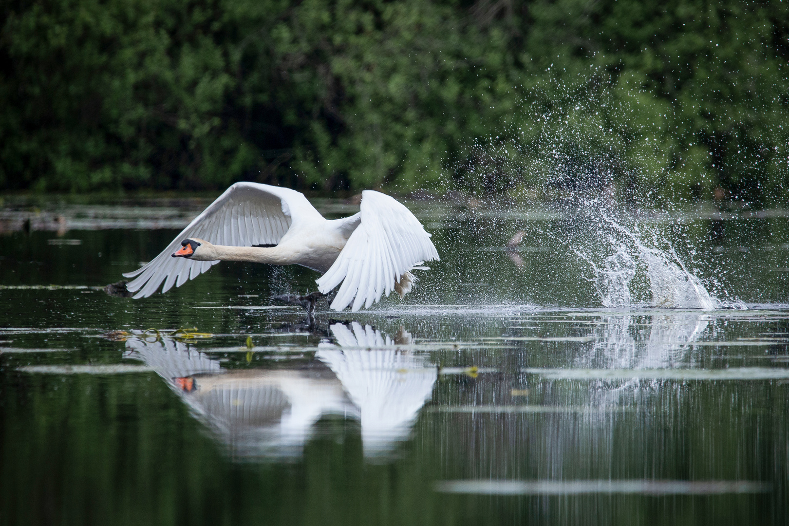 Höckerschwan am starten