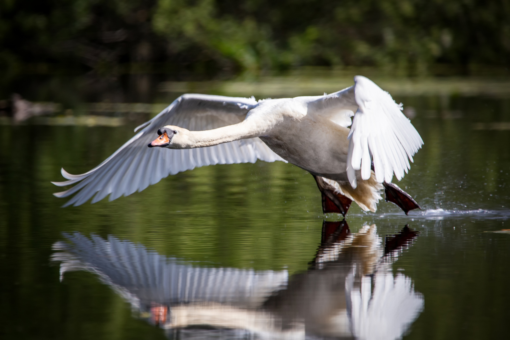 Höckerschwan am starten