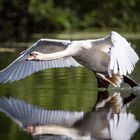 Höckerschwan am starten