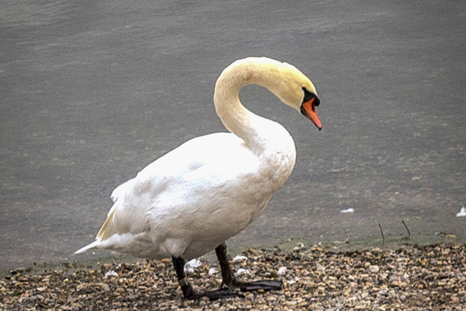 Höckerschwan am Stausee Ehmetsklinge