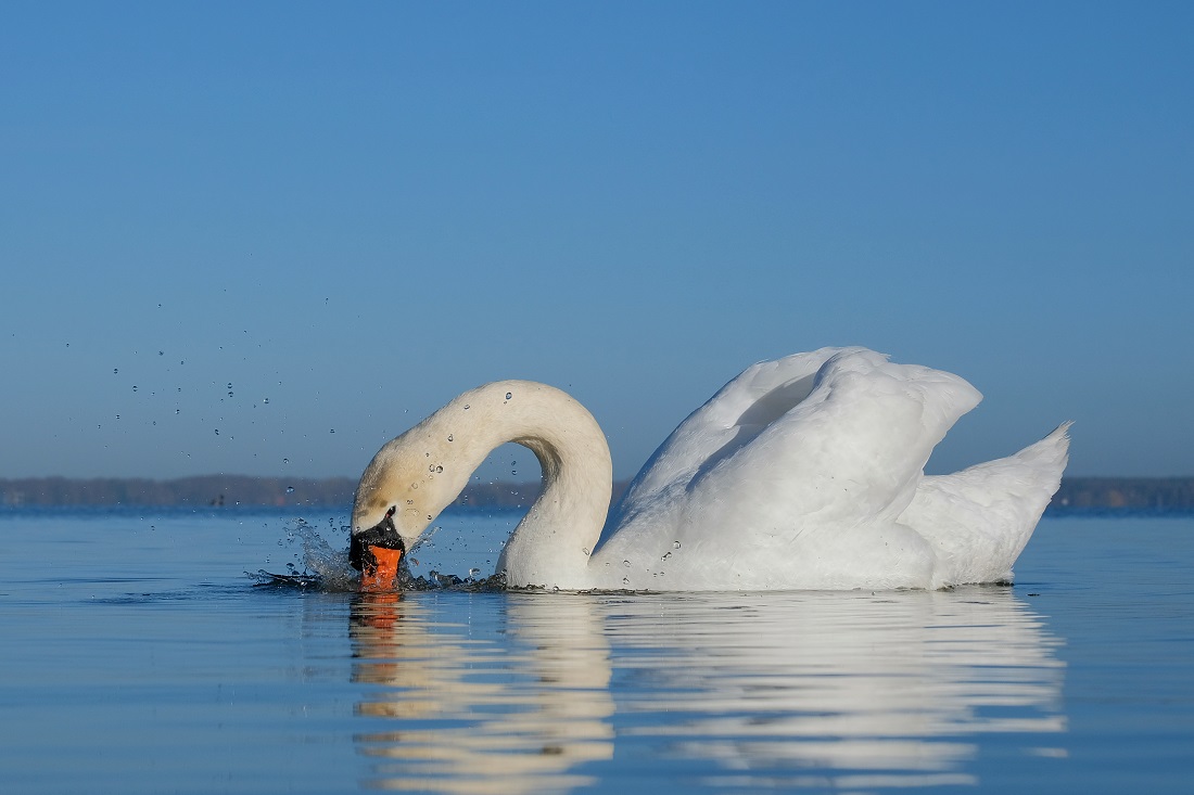 Höckerschwan am Steinhuder Meer